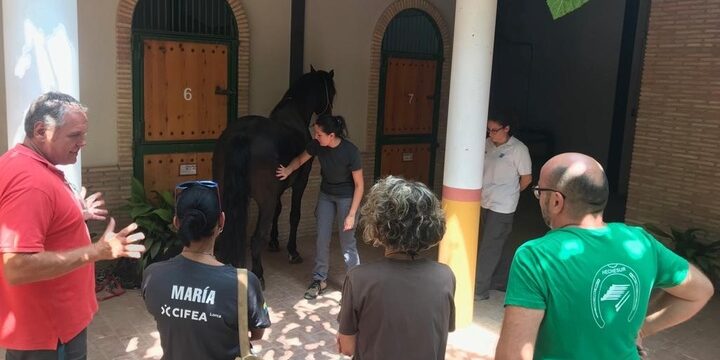 102357-Curso de Formación de Manejo de Sementales Equinos 1
