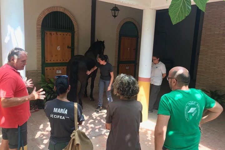 102357-Curso de Formación de Manejo de Sementales Equinos 1