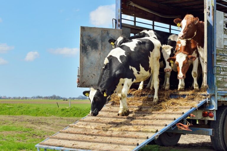 istock-463833347_resize