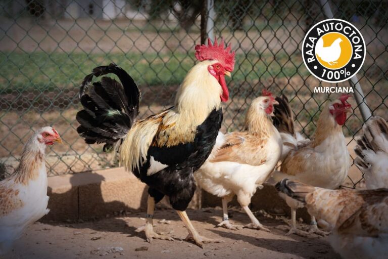 Raza-autoctona-aviar-03