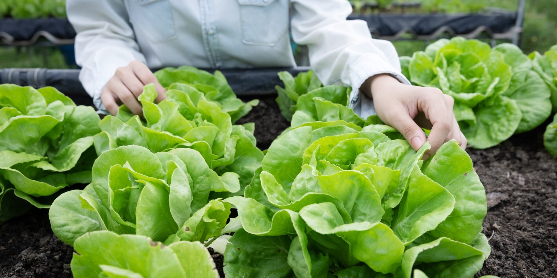 ecological-and-organic-planted-in-a-garden-2022-11-09-18-56-22-utc