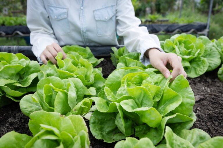 ecological-and-organic-planted-in-a-garden-2022-11-09-18-56-22-utc