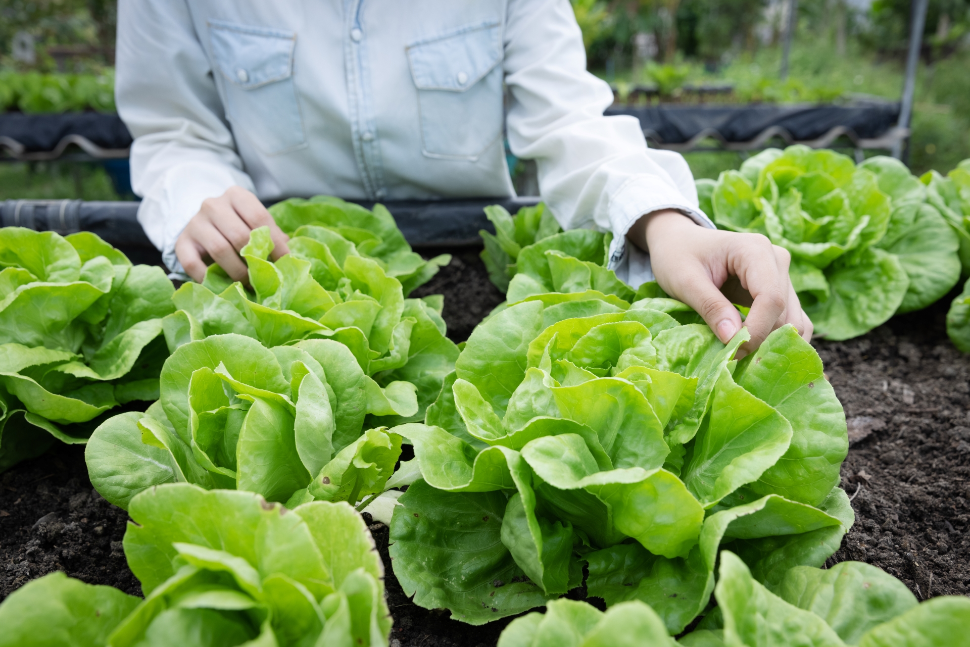 ecological-and-organic-planted-in-a-garden-2022-11-09-18-56-22-utc
